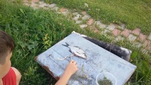 Ленточный глист в рыбе . Шок!