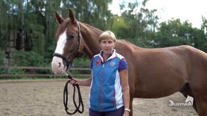 Мокрицы у лошади  Содержание и здоровье  Конный спорт