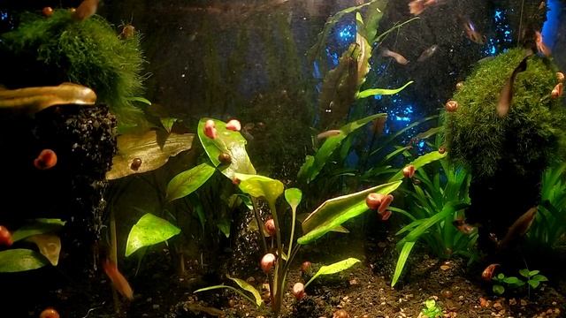 ? АКВАРИУМ С РЫБКАМИ ГУППИ - 1 час РЕЛАКСА смотреть онлайн