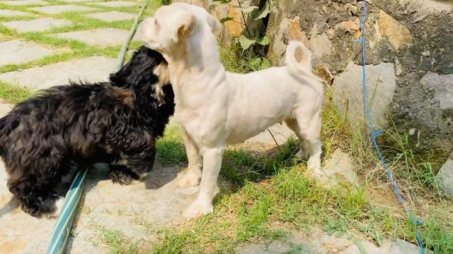 Labradoodle dog puppies in India | Labradoodle Kennel And Labradoodle Breeder смотреть онлайн