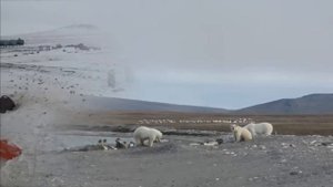 Медведи острова Врангеля