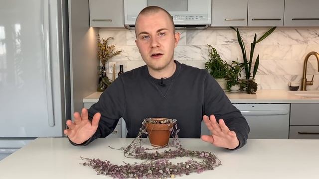 How To Care For Ceropegia woodii "Variegata" | Plant Of The Week Ep. 27 смотреть онлайн
