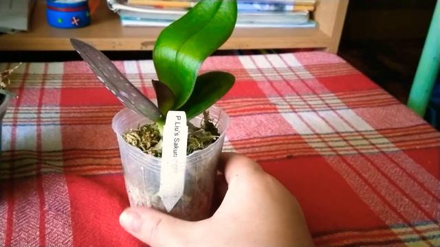 Льюис Сакура , последняя в жизни орхидея и Филя решил порадовать листиком смотреть онлайн