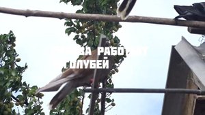 КАК Я ХОЧУ УЛУЧШИТЬ ПОЛЕТЫ НИКОЛАЕВСКИХ ГОЛУБЕЙ//ВЫСОКО ЛЕТНЫХ ГОЛУБЕЙ//ЛЁТНЫЕ ГОЛУБИ 2019 ГОДА!