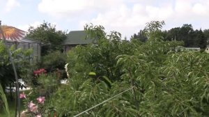 Воздушный змей на страже урожая