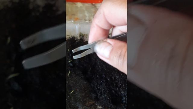 шлюмбергера из семян