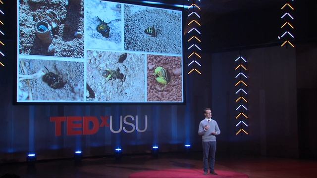 Save the bees! Wait, was that a bee? | Joseph Wilson | TEDxUSU смотреть онлайн