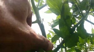 28.06.2018г.Томат GT-1,Цетус F1.4-5 кисть.