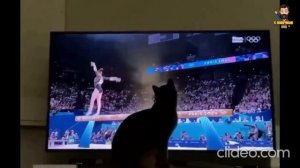 смешные коты