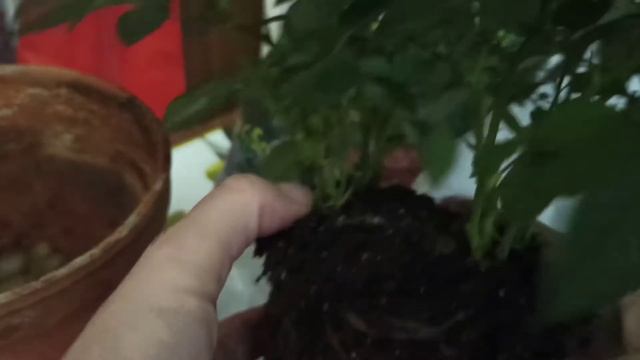 Роза кордана пересадка. Домашняя мини роза смотреть онлайн