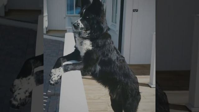 German Shepherd/Alaskan Husky /Border Collie mix смотреть онлайн