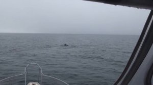 Горбатые киты на Камчатке