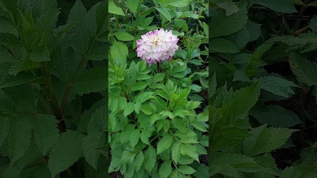 ? Георгин Hapet blue Eyes 2023 . Декоративные георгины ? смотреть онлайн