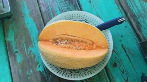 #огорододача дыня Ананас в Московской первый урожай 2021 вкуснейшая, сочная, но только одна на корн