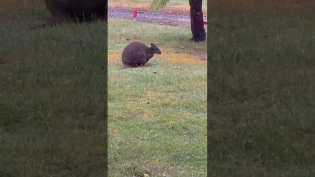 A little wallaby #shorts #animals #australia