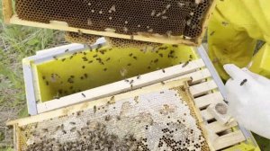 Подсадка неплодных маток и Ио маток