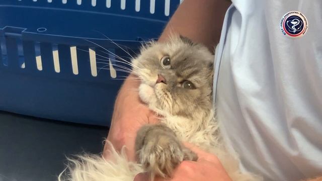 Саркома конечности у вислоухой кошки смотреть онлайн