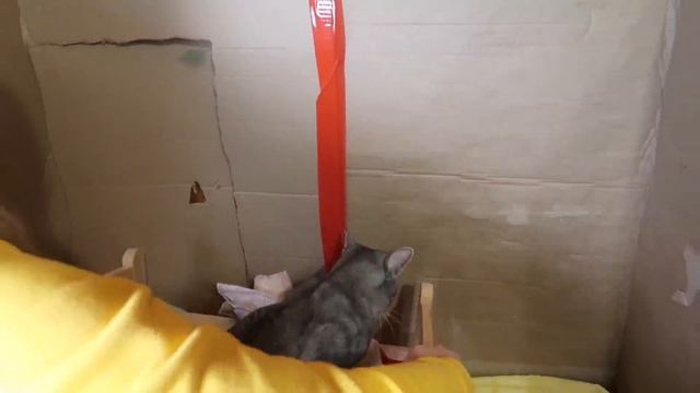 СТРОИМ ГИГАНТСКИЙ ДОМ ИЗ КАРТОНА ДЛЯ КОТОВ И СОБАКИ смотреть онлайн