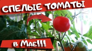 Майский урожай томатов. Сушим зелень в микроволновке