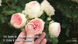 Pink Rose Collection 2023 |St. Swithun, Eustacia vye, Eisvogel, Pashmina| David Austin|Tantau|Korde