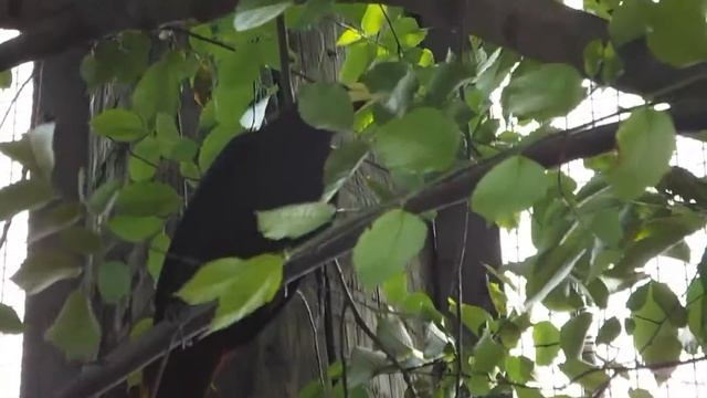 #SCARLETRUMPED CACIQUE SOUND AWESOME THIS BIRD ALSO KNOWN AS #YELLOWBILLED CACIQUE смотреть онлайн