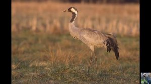 Голоса птиц : серый журавль.