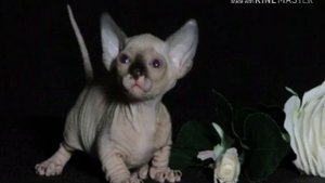 Имя для котёнка сфинкса!?