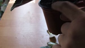 ЩАДЯЩЕЕ ОМОЛОЖЕНИЕ ФИАЛКИ. ЗАПУСКАЕМ ВТОРУЮ ВОЛНУ ЦВЕТЕНИЯ