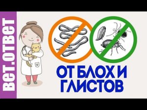 Лекарство от блох и глистов кошки. У щенка пупочная грыжа.