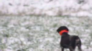 Натаска легавой. Курцхаар 5,5 месяцев.