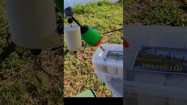 Рыбалка на толстолобика. Ловля на технопланктон. Лето. #рыбалка #fishing #отдых #хобби #carpfishing смотреть онлайн