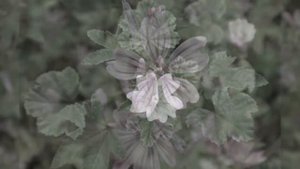 ПРОСВИРНИК или  МАЛЬВА  (MALVA)  сем. Мальвовые