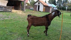 Нубийские козы описание