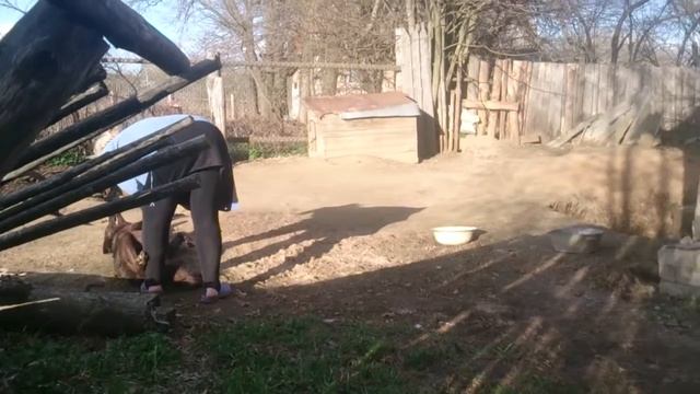 Домашний волк смотреть онлайн