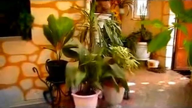 Зимний сад смотреть онлайн