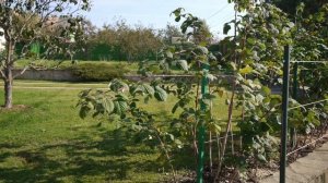 Обрезка малины осенью | 3 необходимые подкормки малине | Уход и подвязка малины |Как посадить малин