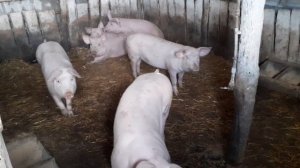 Свині на откормі 3 місяці і 5 місяців. Порода ,,Ландрас + Петрен"