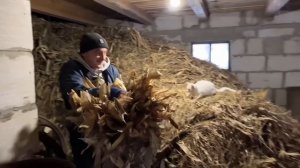 Господарство, бики, свині! Топим грубку гіллям після ARPAL! Рівненщина!!!
