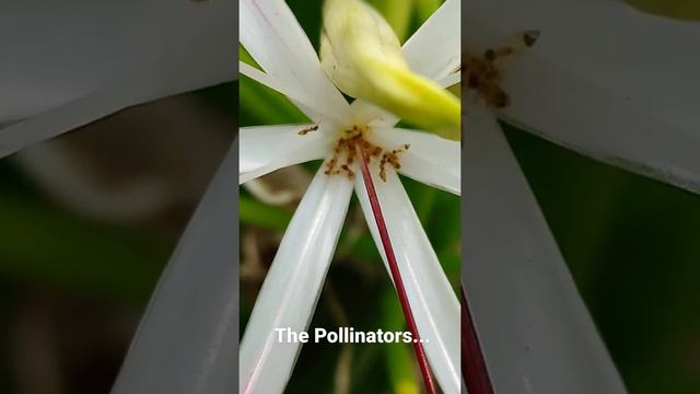 The Pollinators... #redants #pollinators #macrovideo #macroshow #nature #wildlife #photography