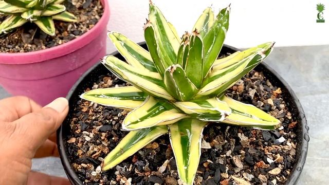 Agave Victoriae Reginae Kizan (Eng) (Cactus and Succulents) смотреть онлайн
