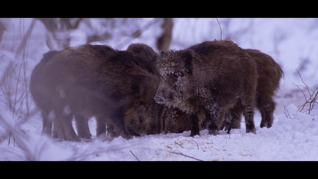 Путешествие к кабанам южной тайги смотреть онлайн