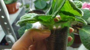 НУЖНО ЛИ ПРИЩИПЫВАТЬ ГЛОКСИНИИ.