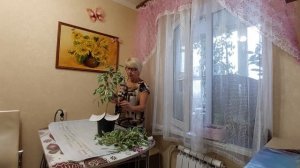 Фикус Бенджамина. Как формировать шаровидную форму.