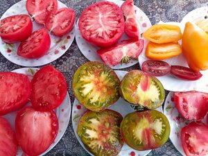 Сибирь. Обзор томатов в разрезе.