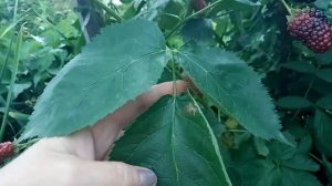 ежевика сорт подарок