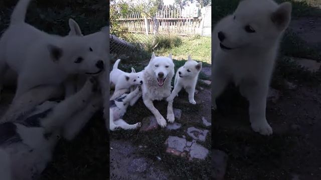 Белые хаски. Счастливый отец белый хаски| Husky| #husky