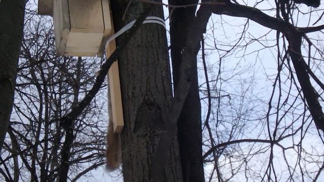 Белка пришла в гости к птичке смотреть онлайн