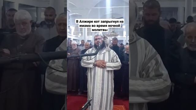 В Алжире кот запрыгнул на имама во время ночной молитвы