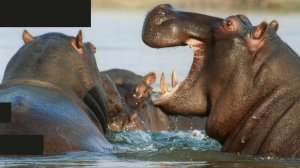 Топ 7 Удивительных Фактов о Диких Животных Нашей Планеты