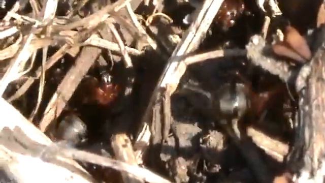 муравьи, рабочие будни))) смотреть онлайн